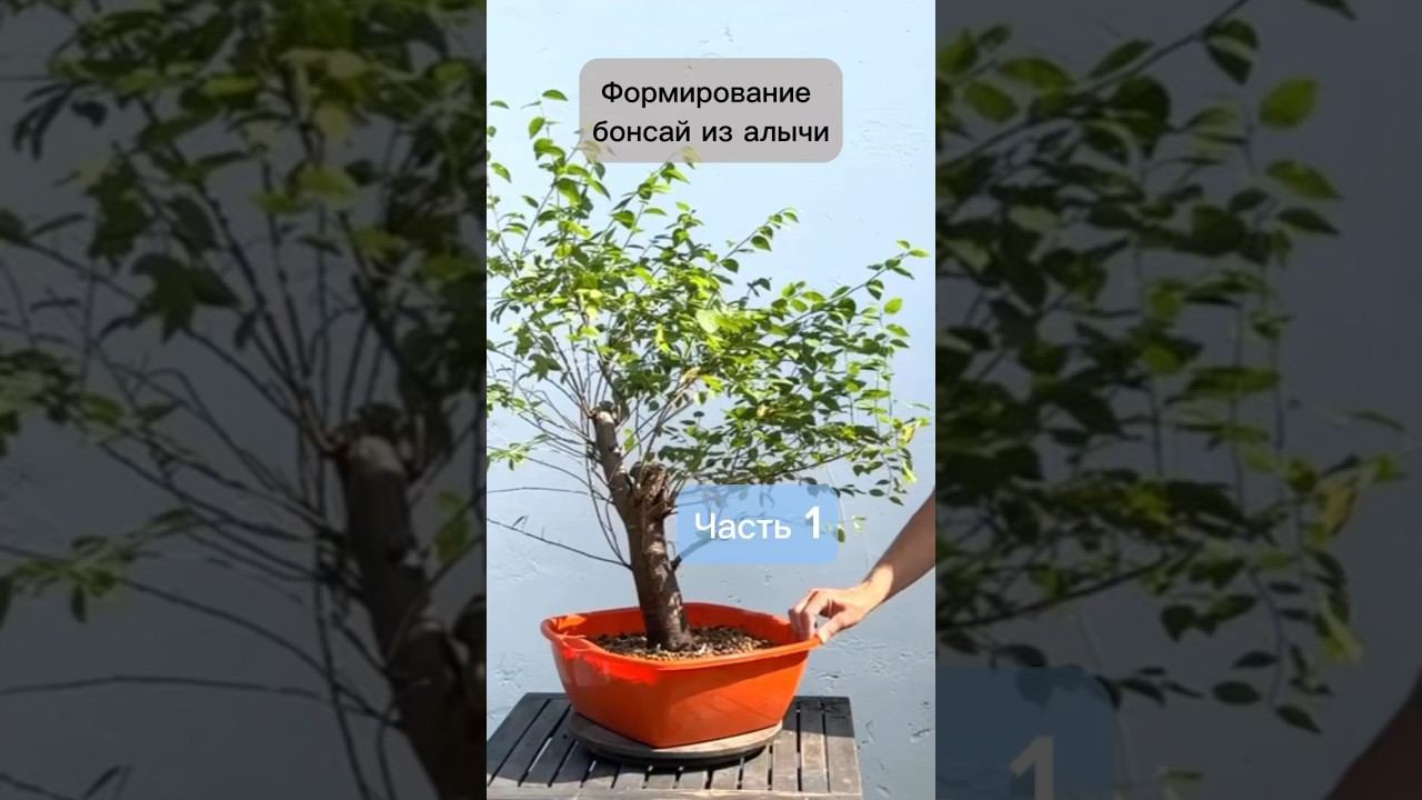 Формирование бонсай из алычи. #бонсай #bonsai #ниваки #сад #андрейдарусенков #ландшафтныйдизайн