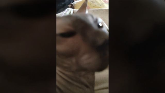 кот скала🤯🐈🤯🐈🤯🐈🐈