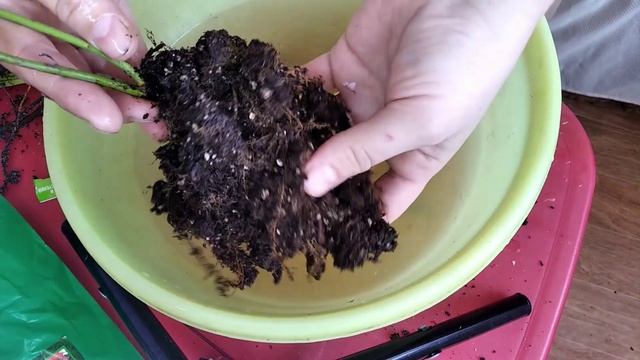 Розы и саженцы из СВЕТОФОРА.
