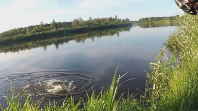 Жерех начинает Жировать. Пакля за 100 метров.