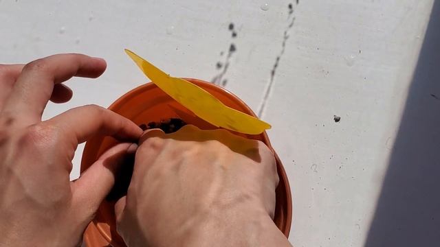 From cutting to full plant in 100 days: pilea depressa Sao Paulo 'Magnefique' (ft. a mealybug)