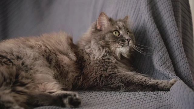 МИЛЫЕ СМЕШНЫЕ КОТИКИ ???