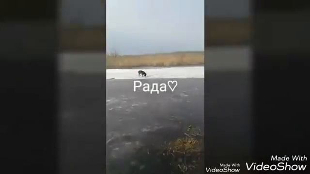 Мой любимый Спаниель ♡