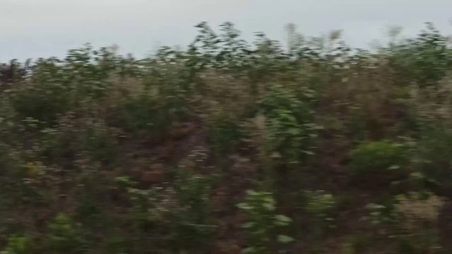 Подсолнухи в  поле.Ростовская область. Вид из окна поезда.