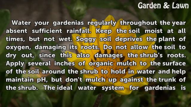 How to Grow Gardenias