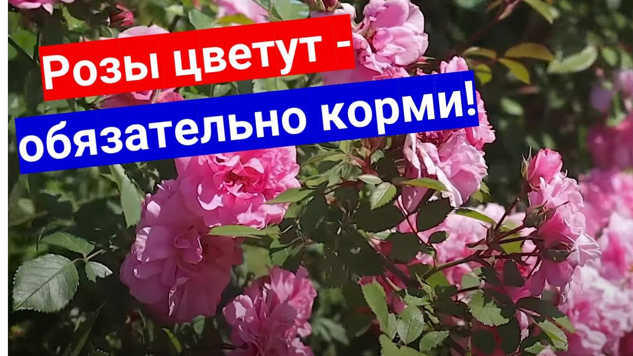 Роза - не только дочь навоза! Чем еще подкормить розы  летом для супер цветения!