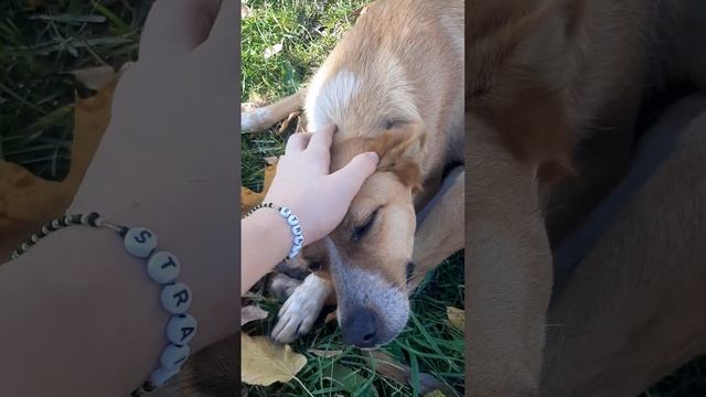 Накормили собаку♡ Стешу