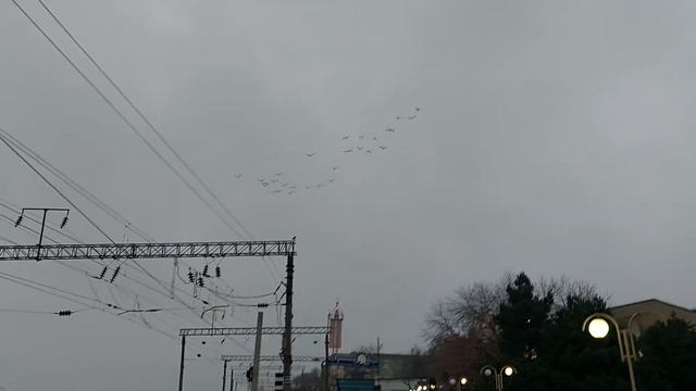Гуси и утки туда сюда метаются, не понимая, что происходит с погодой.