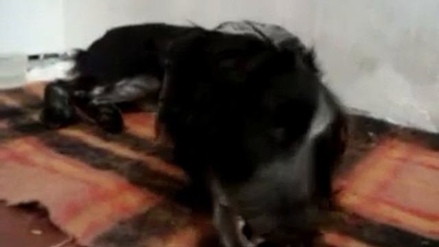 Наша собака грызёт соломенку