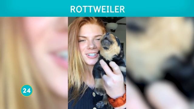 50 пород, 50 щенков