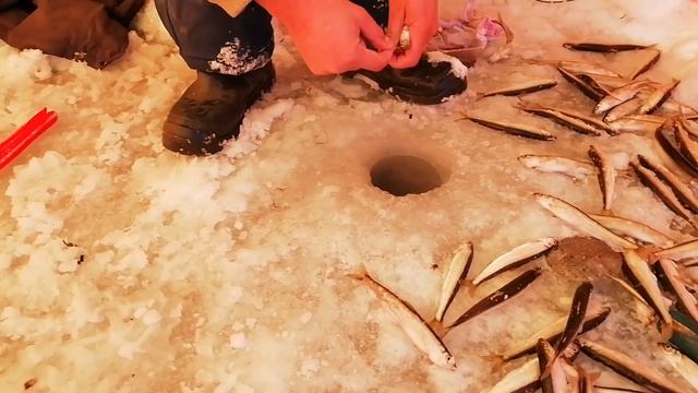 Полные сани морской малоротки за полдня