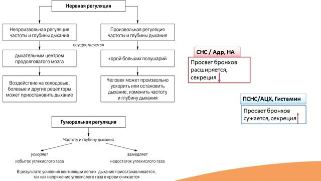 8.3. Регуляция дыхания