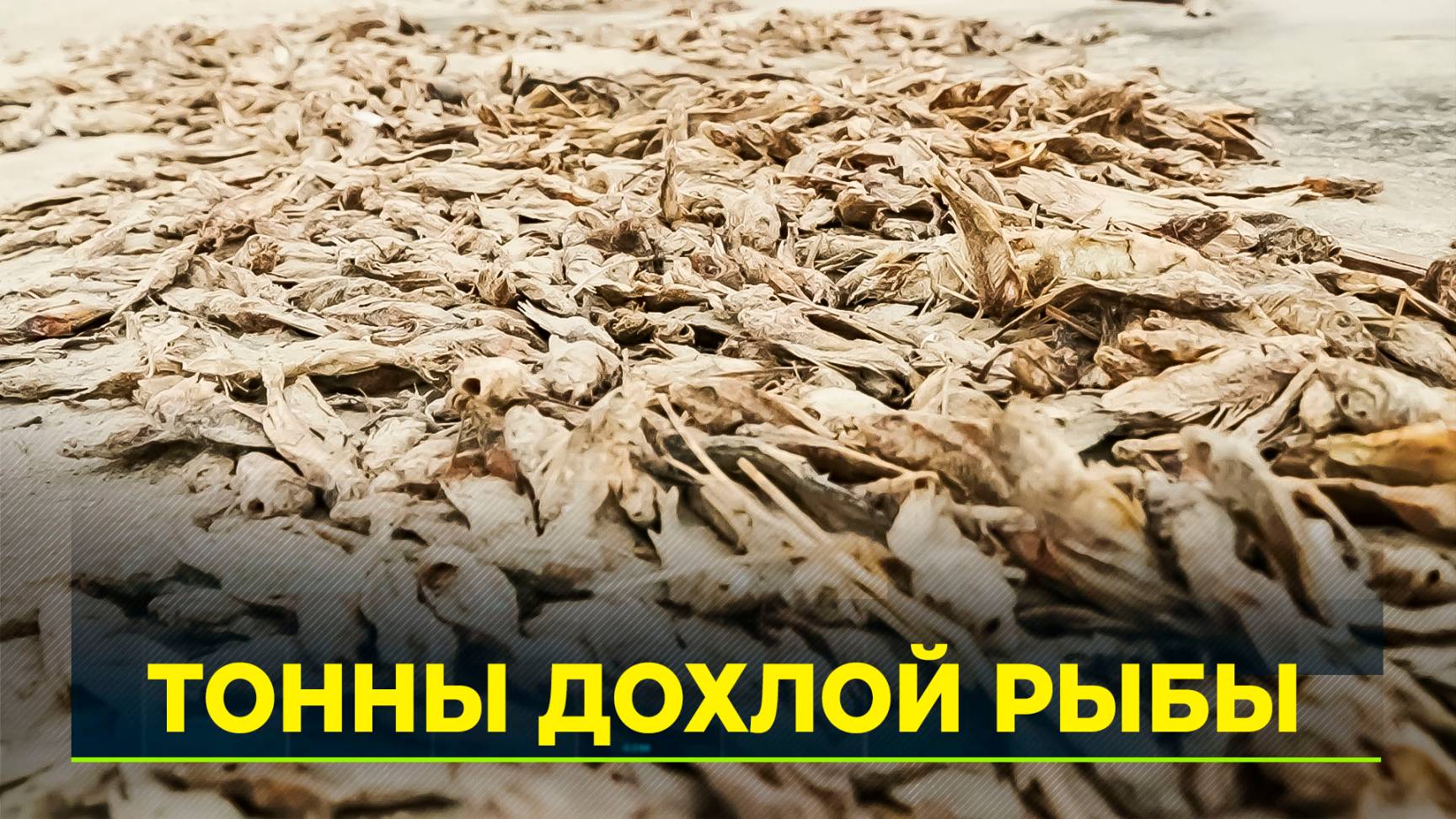 Учёные назвали причину массовой гибели рыбы на берегу Обской губы