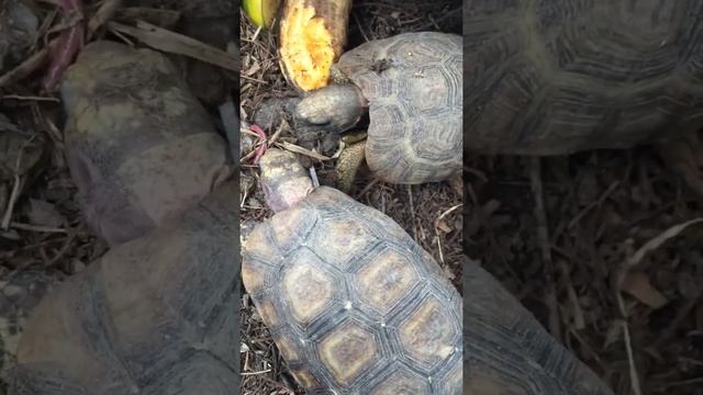 Kinixys nogueyi  hingeback tortoise eat worm  kinixys belliana  kura kura darat makan cacing