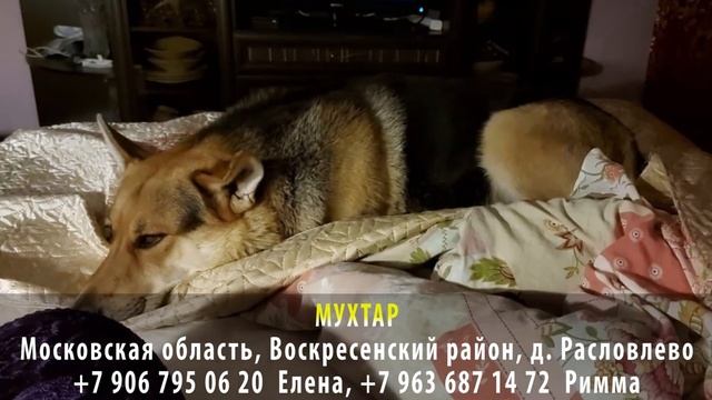 ДОМА! МУХТАР. Московская область, Воскресенский район, д. Расловлево