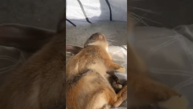 How to sleep this rabbit??? #shortvideo #rabbit #sleep