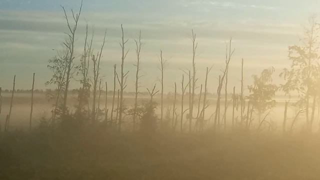 Утренний туман. Омская область