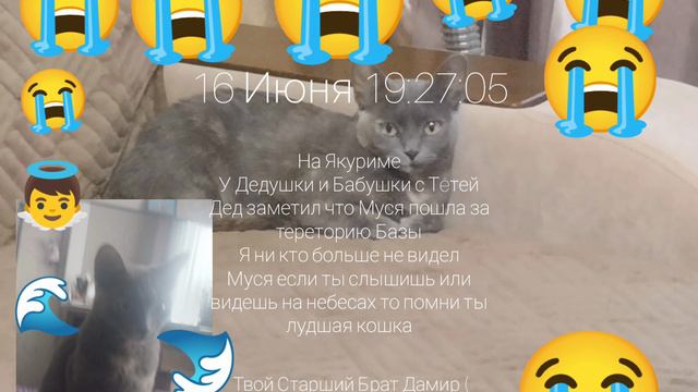Моя кошка умерла( Новости