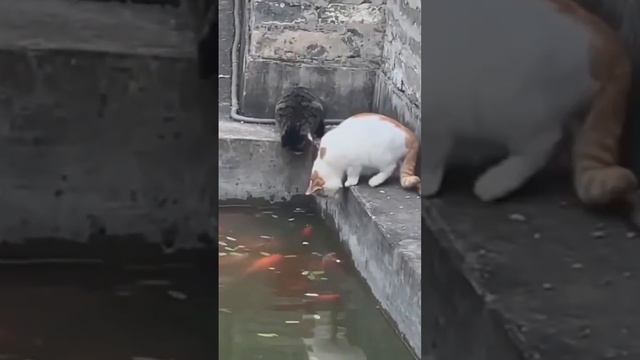 котики ловят рыбу