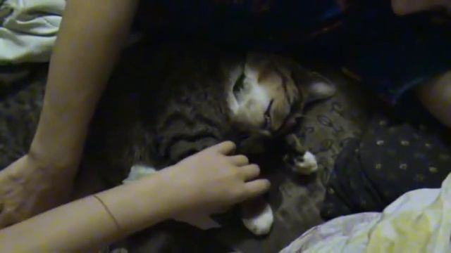 Кот спит крепким сном.The cat, named Rysik sleeping like the dead