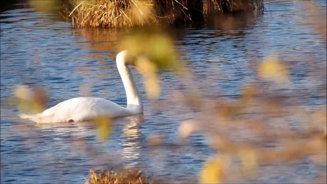 THE GREAT SWAN protects her children  ВЕЛИКОЛЕПНЫЙ ЛЕБЕДЬ охраняет своих детей живая