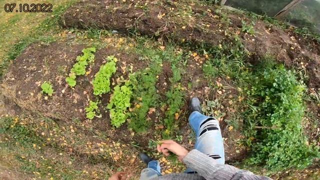 Опилкобетон (арболит) ?√92 Строим Дом. 07.10.2022 доливаю, еда, новая стена опалубка, довольный