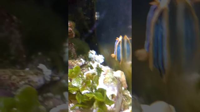 Голожаберный малюск в морском аквариуме.