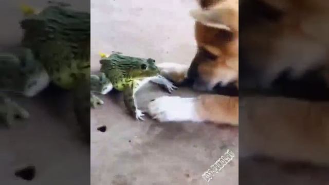 лягушка и собака