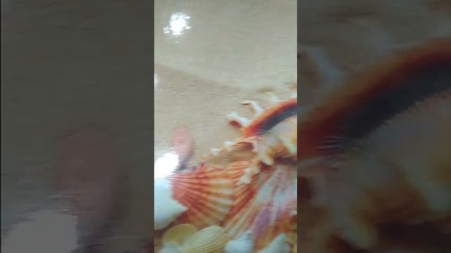 Линолеум с рисунком пляж берег песок ракушки