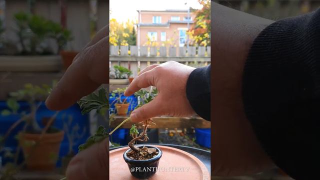 Part (2/3) mame Pelargonium graveolens - checking the roots - 2020 10