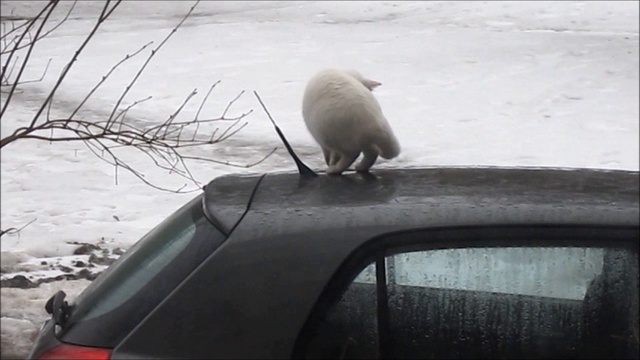 Шоу Белоснежки