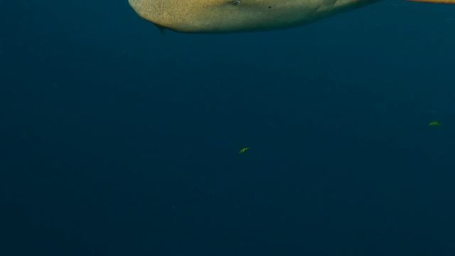 Большая Акула -Каракула правым глазом подмигнула