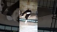 Главное, хвост!!!