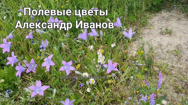 песня Полевые цветы Александр  Иванов