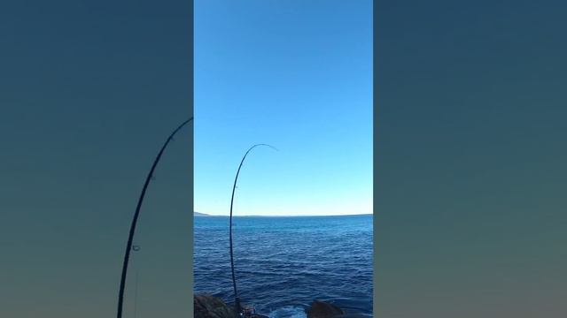 Hooking 2 fish at once while fishing solo