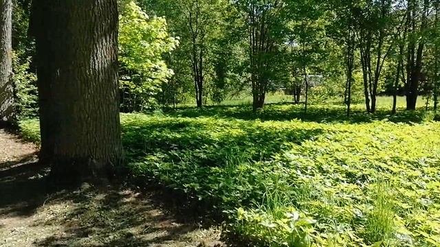 Музей-усадьба Рождествено. 28.05.2023.