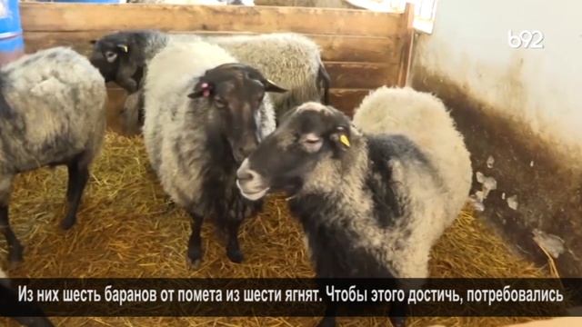 Романовская порода овец чешкой селекции на сербской ферме Matic Farm