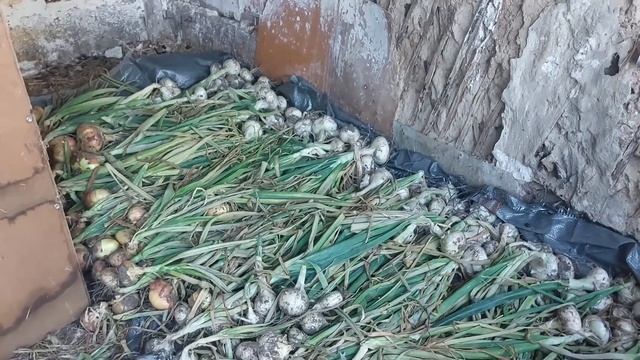 Усадьба хорошие люди навес урожай лука и хвостатые...