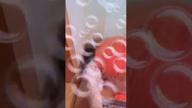 Игра собаки кошки