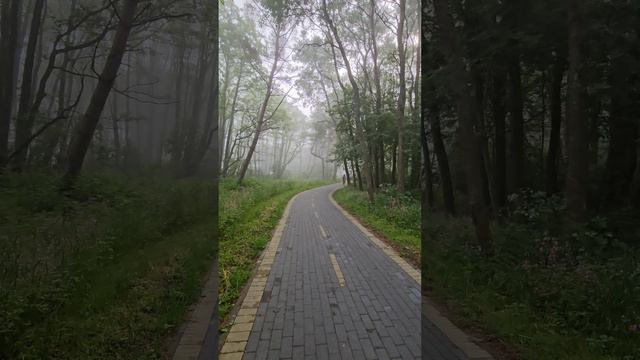 Велодорожка Светлогорск-Зеленоградск. Май 2024г.