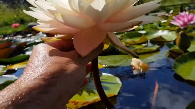 Нимфея Blushing Bride (Nymphaea Blushing Bride)