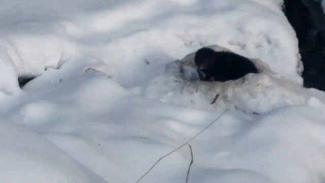 Норка на пруд любимый пришла
