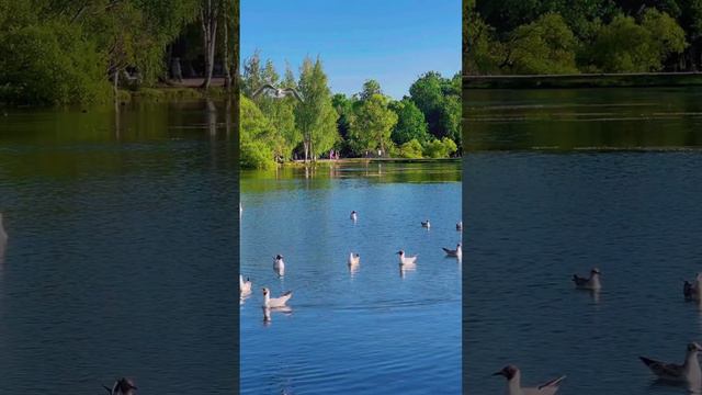 Природа в Петергофе.