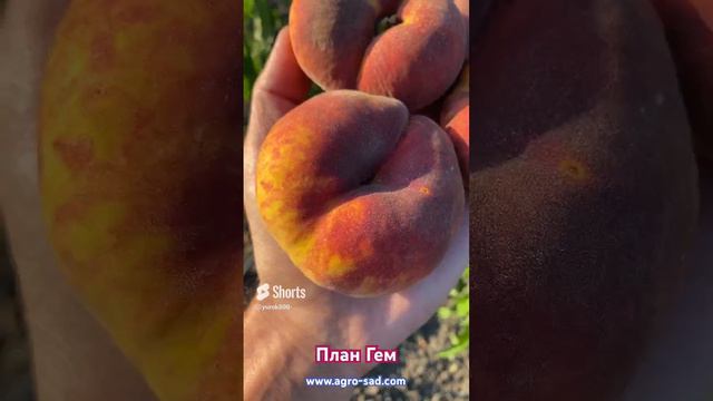 Новейший инжирный персик на Кубани - План Гем