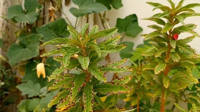 My Friend Garden Tour In Qatar| Organic Vegetables🍅🥒 Harvest From Garden|#gardening #qatar #trendin