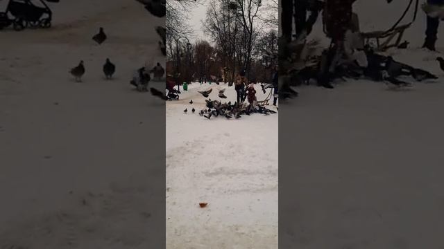 shorts ПОДПИШИСЬ! Покормите птиц!? Голуби: Звук голубя голос голубя воркование голубя!shorts