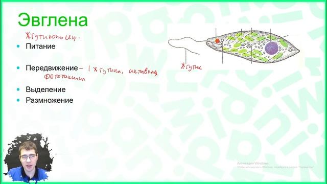 Тема №10: Простейшие