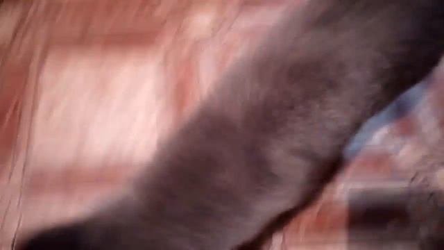 Кот Феликс