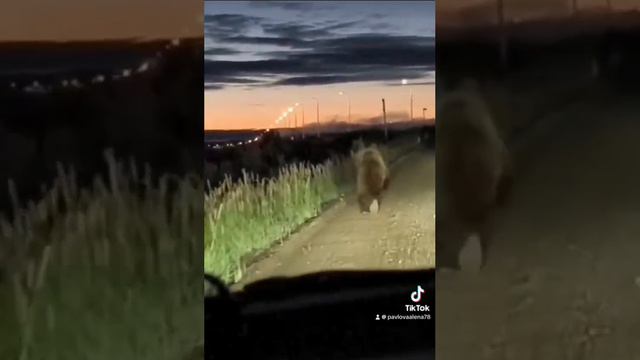 Медведь на Чукотке