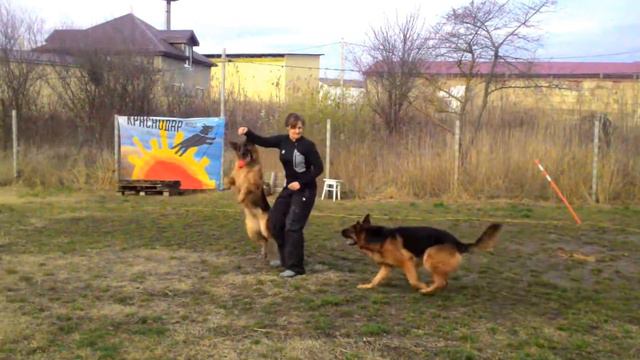 Окс Хаус Дандо & Баларис Династия))) Поигрушки)))